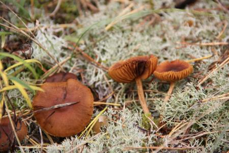 秋天, 自然, 蘑菇