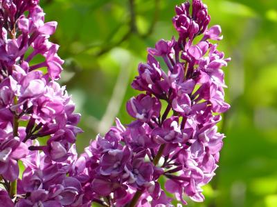 丁香, 紫色, 布什, 自然, 春天, 绽放, 花