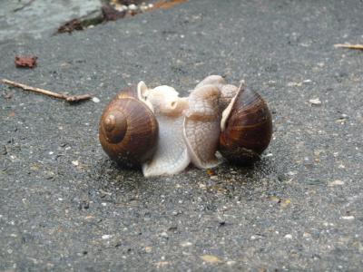 蜗牛, 蜗牛, 配对, 缓慢, 爱, 依偎, 性别
