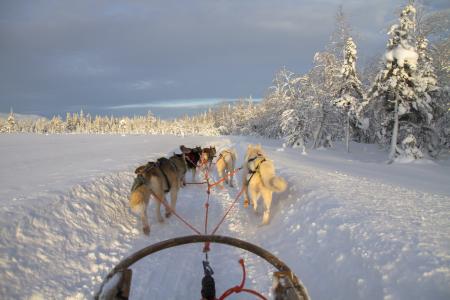 芬兰, 拉普兰, 寒冷, 狗拉雪橇, 雪, 狗拉雪橇比赛, 赫斯基