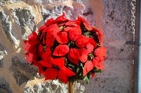 安排, blumenstock, 马略卡岛, 太阳, 春天, 红色, 花