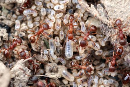 红园蚂蚁, myrmica, 蚂蚁幼虫, 透明, 有毛, 被毁坏的蚂蚁巢, 里面的工人