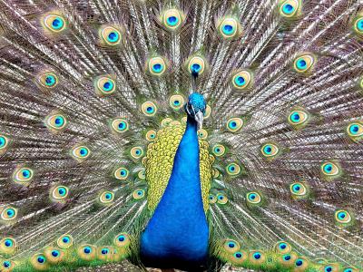 孔雀, 自然, 蓝色, 绿色, 鸟, 羽毛, 动物