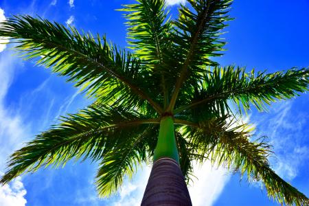 棕榈树, 蓝蓝的天空, 棕榈, 蓝色, 天空
