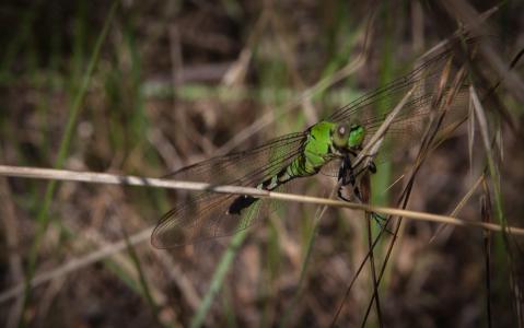 蜻蜓, 昆虫, 自然