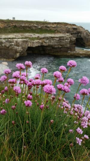 海粉红色, 悬崖, 海, 岩石, 花, 海边, 夏季