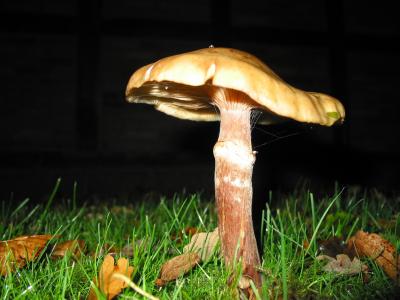 蘑菇, 蘑菇, 秋天, 草甸