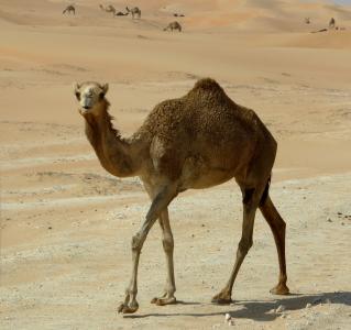 单峰骆驼, 沙漠的船, 沙子, 干旱
