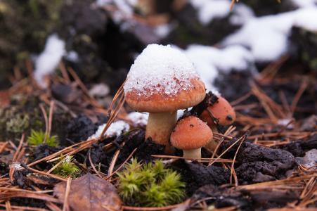 第一场雪, 蘑菇, 自然, 蘑菇, 雪, 秋天, 晴转多云