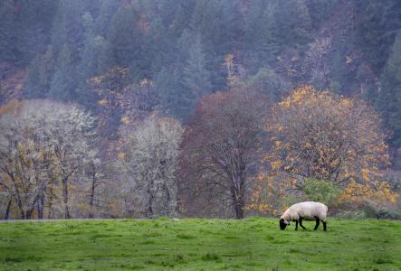 羊, 自然, 俄勒冈州, 动物, 羊毛, 牧场, 草