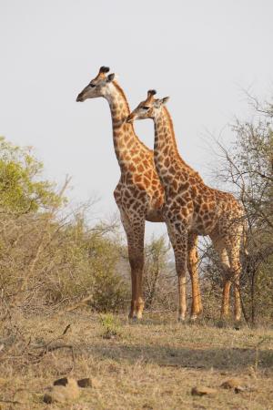 南非, 赫卢赫, 长颈鹿, 动物, 国家公园, 野生动物