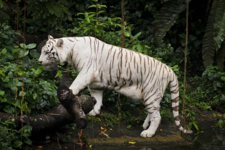 白虎, 动物园, 新加坡, 老虎, 白色, 动物, 猫