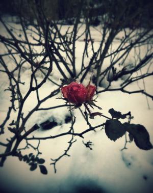 野玫瑰, 冬天, 植物, 自然, 弗罗斯特, 雪