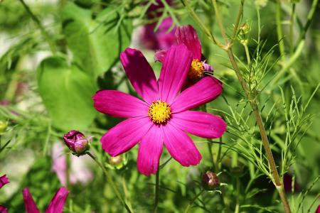 花, 春天, 科斯梅亚, 宇宙植物, 宇宙 bipinnatus, 粉红色的颜色, 自然