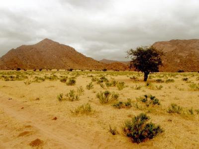 沙漠, 小山, 岩石, 树, 孤独, 荒芜, 裸