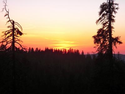 加利福尼亚州, 日落, 剪影, 树木, 景观, 自然, 森林