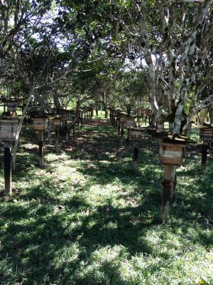 蜂农场, 自然, 景观