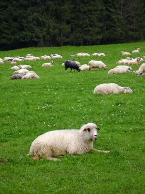羊, 黑羊, 草, 山脉