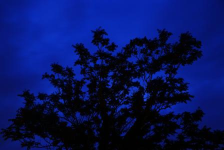 树, 晚上, 长时间曝光, 蓝色, 剪影, 自然, 森林