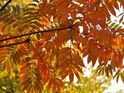 黄色的树叶, 秋天的叶子, 银杏树, 红色, 黄, 绿色, 橙色
