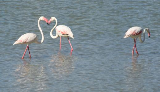 粉红色佛兰芒语, 鸟, 羽毛, 颈部, 喙, 夫妇, 自然