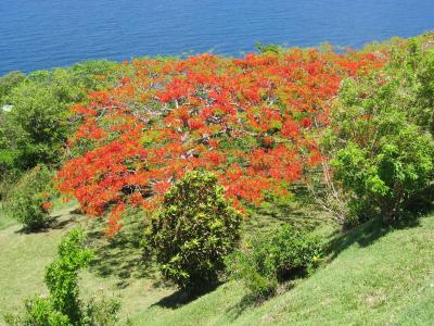 树, 加勒比海, 花, 热带, 海岸, 异国情调, 景观