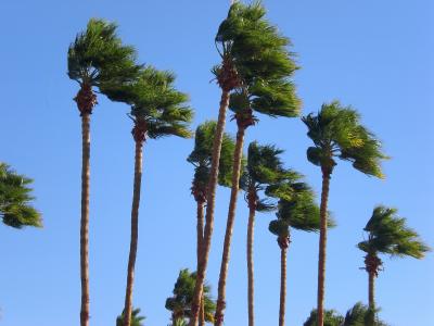 棕榈树, 风很大, 天空