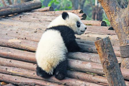 黑色和白色, 可爱, 国家动物, 熊猫, 研究基地, 动物, 熊
