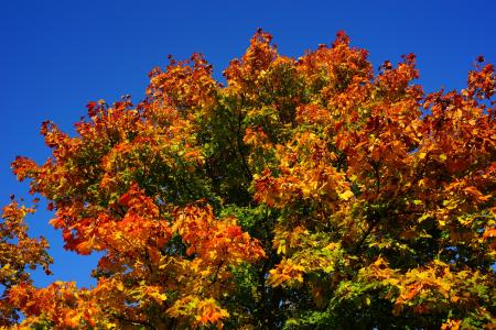 树, 夏末, 秋天, 叶子, 自然, 景观, 红色