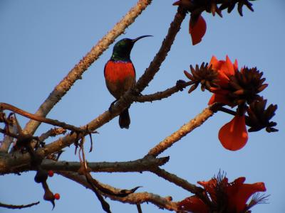 蜂鸟, 树, 开花, 南非, 自然, 绽放, 天蓝色