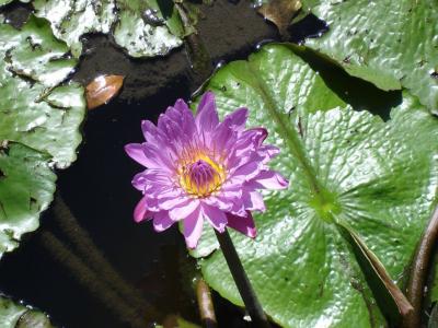 水, 百合, 花, 植物区系, 紫色, 多彩, 池塘