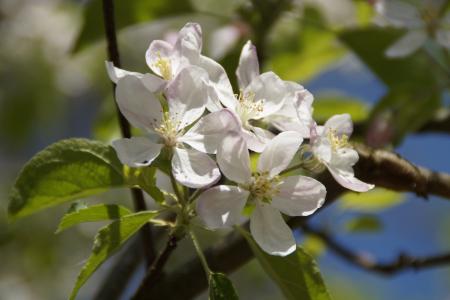 树上苹果, 开花, 花, 苹果花, 苹果树上的花, 绽放, 白色