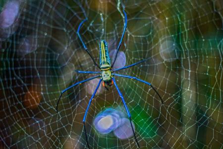 蜘蛛, 毒蜘蛛, 色彩缤纷, 路堤, 六条腿, 蜘蛛网, 舌头