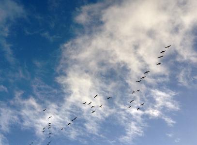 鸟类, 加拿大鹅, 鹅, 短划线, 天空, 汉密尔, 云计算