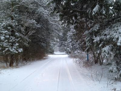 雪, 跟踪, 树木, 阿甘, 冬天的树, 自然