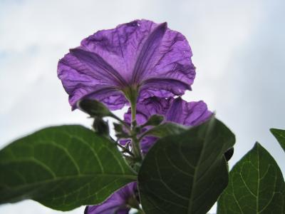 马铃薯灌木花, 花, 紫色, 微妙, 半透明, 马铃薯灌木