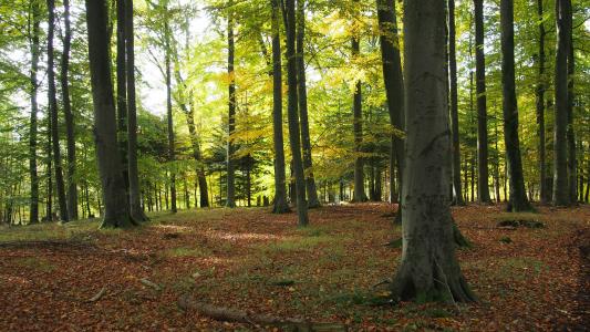 森林, 自然, 树木, 秋天, 秋天的色彩, 落叶的秋天