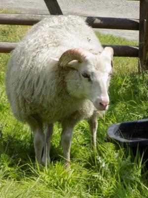 heidschnucke, 北欧短尾羊, 羊, 牧场