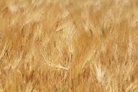 小麦, 字段, 收获, 谷物, 粮食, 农业, 可耕
