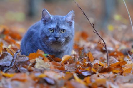 猫, 年轻的猫, 克直, 蓝色, 森林, 小猫, 很好奇