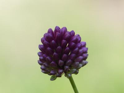 sphaerocephalon, 韭菜花, 开花, 绽放, 花, 紫色, 葱 sphaerocephalon