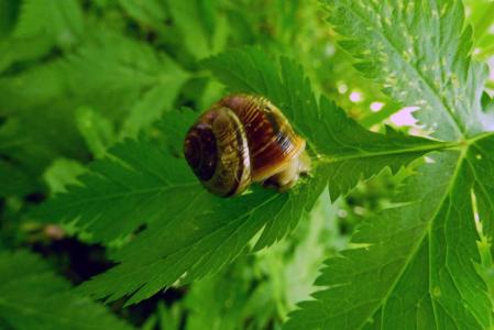 蜗牛的壳, 蜗牛, 植物, 自然, 植物园, 有机, 植物学