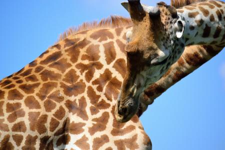 长颈鹿, 野生动物园, 非洲, 内罗毕, 国家公园, 肯尼亚, 野生动物