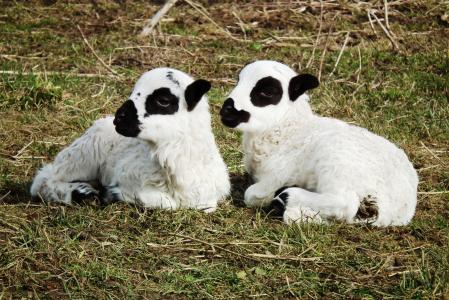 羊, 羔羊, 羔羊, 草甸, 可爱, 羊毛, 兄弟