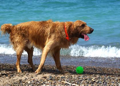 狗, 海滩, 湿法, 戏剧, 夏季, 宠物, 犬