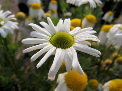 黛西, 白色, 花, 春天, 自然, 夏季, 植物