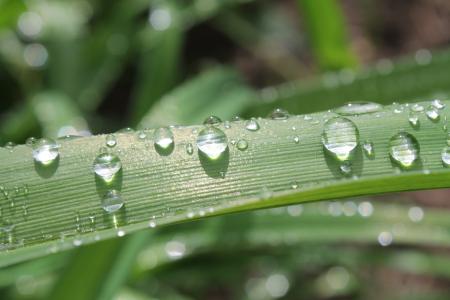 露水, 叶, 自然, 植物, 水滴, 下降, 雨滴