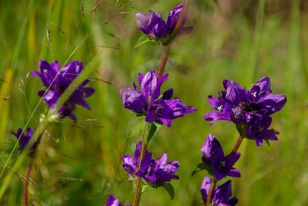 花, 紫罗兰色, 自然