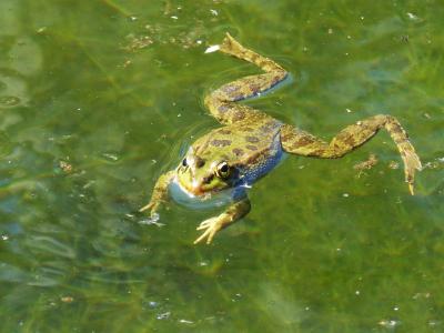青蛙, 筏, 水, 浮法, batrachian, 两栖, 绿色的小青蛙