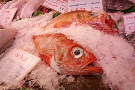 鱼, 动物, 海鲜, 新鲜, 鲜鱼, 生鱼片, 市场
